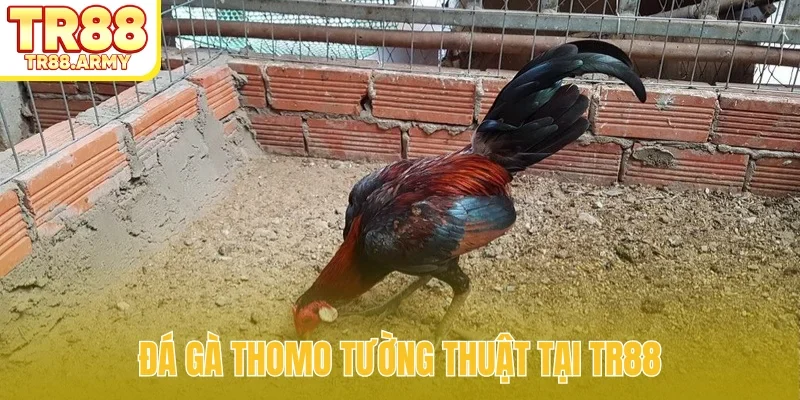 Đá gà Thomo tường thuật tại TR88